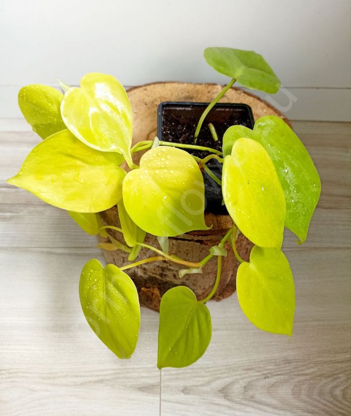 Филодендрон Сканденс Миканс Лайм