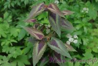 Горец  (персикария) 'Ред Дракон'  / Persicaria microcephala 'Red Dragon'