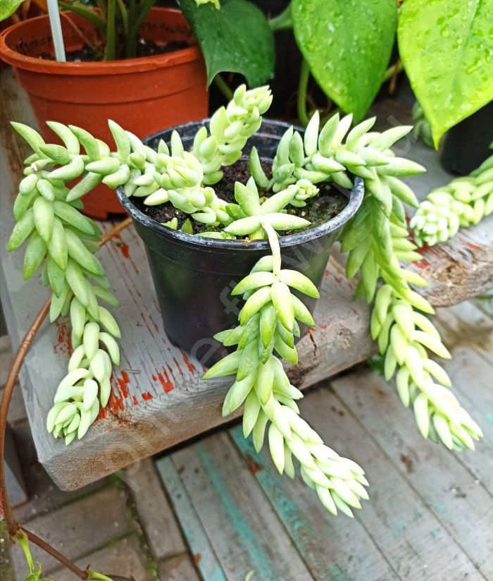 Очиток Моргана