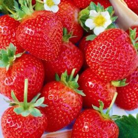 Хоней саженцы клубники (Honeoye Strawberry)10шт