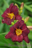 Лилейник 'Блэк Стокингс' / Hemerocallis 'Black Stockings'