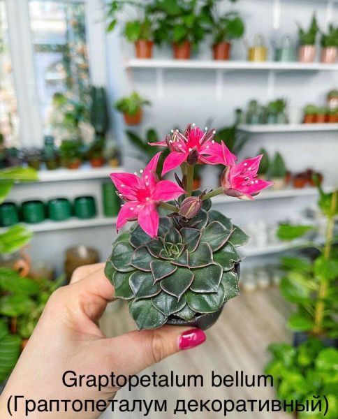 Graptopetalum bellum (Граптопеталум декоративный)