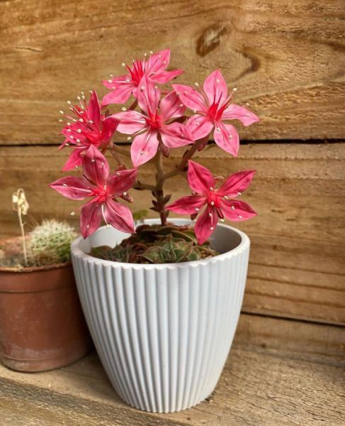 Graptopetalum bellum (Граптопеталум декоративный)