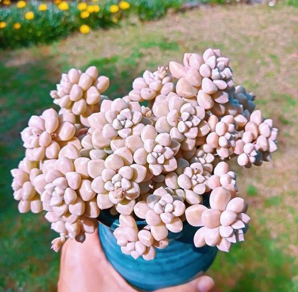 Graptopetalum mendozae (Граптопеталум Мендоза)