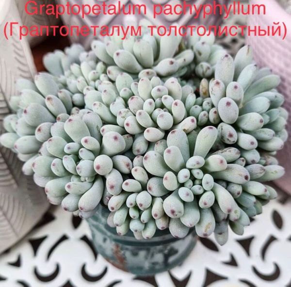 Graptopetalum pachyphyllum (Граптопеталум толстолистный)