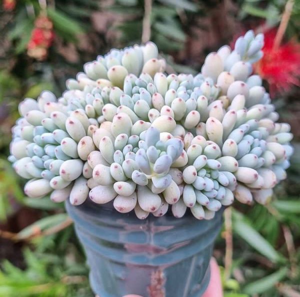 Graptopetalum pachyphyllum (Граптопеталум толстолистный)