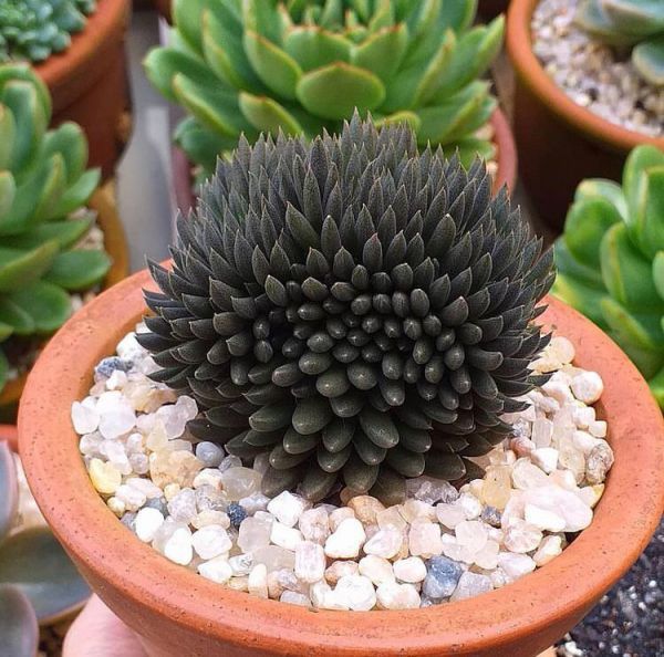 Sinocrassula yunnanensis (Синокрассула юннаньская)
