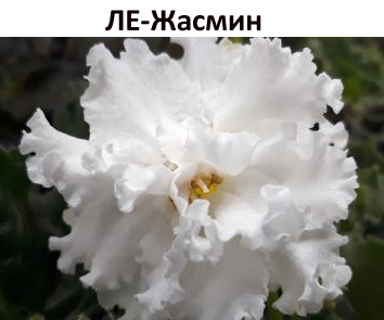 ЛЕ-Жасмин