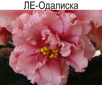 ЛЕ-Одалиска (Е. Лебецкая)