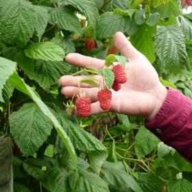 Каскаде Делайт малина (Cascade Delight Raspberry)