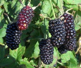 Гигантский Бедфорд ежевика (Bedford Giant Blackberry)