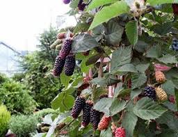 Карака Блэк ежевика (Karaka Black Blackberry)