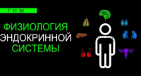 Физиология эндокринной системы. Поджелудочная железа (Анастасия Семко)