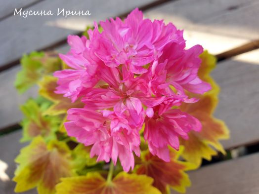 ВолНа Алёнка № 1111