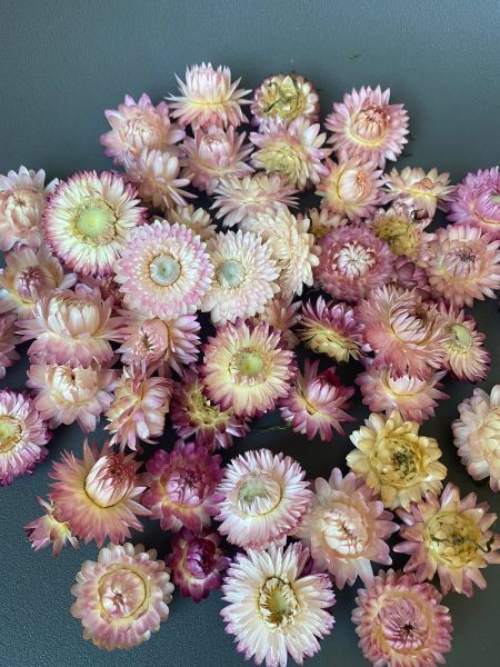 Гелихризум Серебряная роза