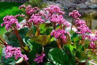 Бадан / Bergenia