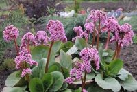 Бадан / Bergenia