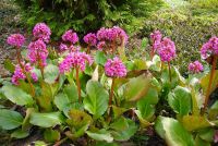 Бадан / Bergenia