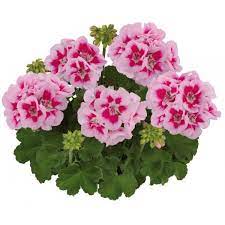 Пеларгония зональная Toscana Smart Lieke Pink Eye