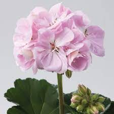 Пеларгония зональная Toscana Dolce Vita Karen Light Pink