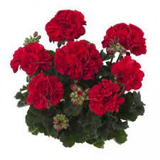 Пеларгония зональная Toscana Castello Bernd Dark Red