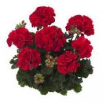 Пеларгония зональная Toscana Castello Bernd Dark Red