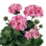 Пеларгония зональная Toscana Specials Flic Flac Violet Nova