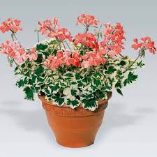 Пеларгония зональная Toscana Specials Variegated Frank Headly
