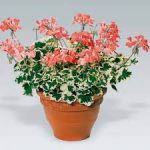 Пеларгония зональная Toscana Specials Variegated Frank Headly