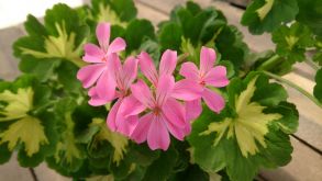 Пеларгония зональная Toscana Specials Variegated Happythought Pink