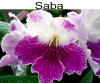 Saba (P. Kleszczynski)