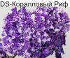 DS-Коралловый Риф (П. Еникеев)