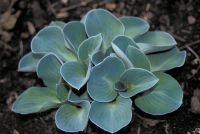 Хоста ' Блу Маус Иарс' / Hosta 'Blue Mouse Ears'