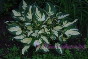 Хоста 'Вайервинд' / Hosta 'Whirlwind'