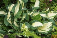 Хоста 'Дансинг ин зе Рейн' / Hosta 'Dancing in the Rain'