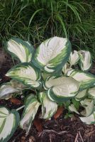 Хоста 'Дансинг ин зе Рейн' / Hosta 'Dancing in the Rain'