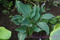 Хоста 'Блу Эрроу' /  Hosta 'Blue Arrow'