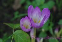 Безвременник осенний / Colchicum