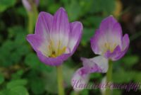 Безвременник осенний / Colchicum