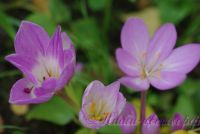 Безвременник осенний / Colchicum