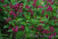 Вейгела гибридная Бристоль Руби / Weigela hybrida Bristol Ruby