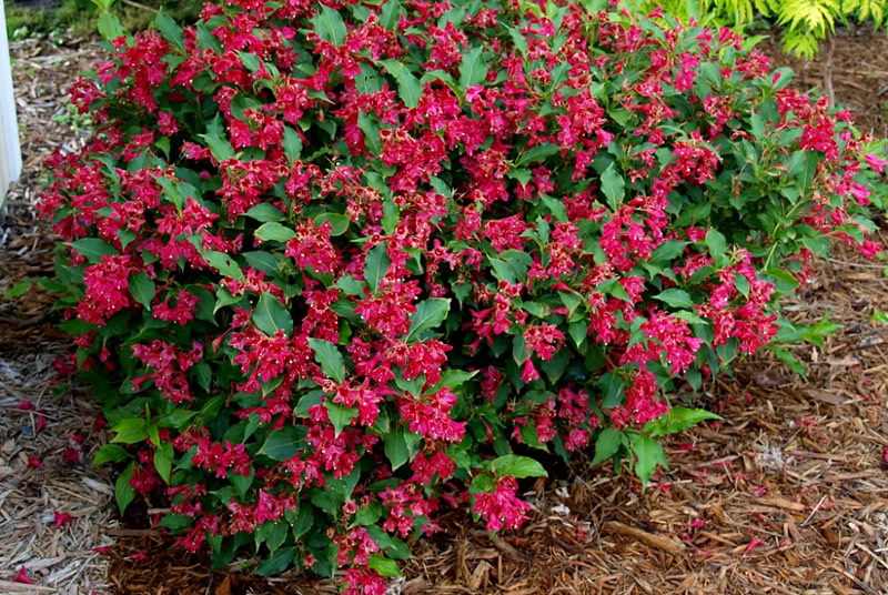 Вейгела гибридная Бристоль Руби / Weigela hybrida Bristol Ruby (двухлетка)