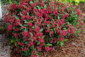 Вейгела гибридная Бристоль Руби / Weigela hybrida Bristol Ruby (двухлетка)