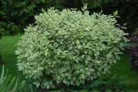 Дерен пестролистный / Cornus Variegata