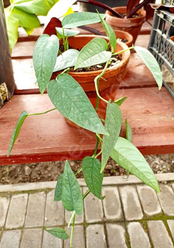 Монстера Сильвер Лиф