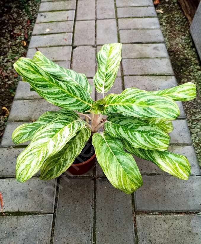 Аглаонема Лемон