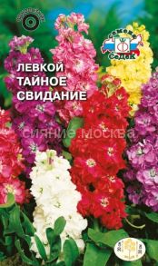 Левкой Тайное свидание (Седек)