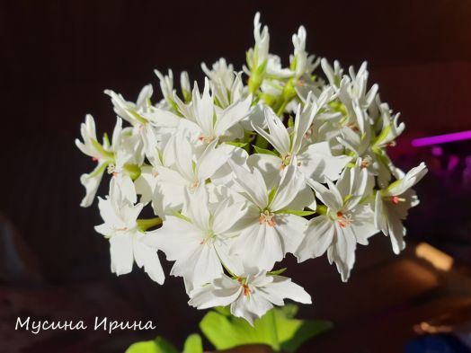 Сеянец Белый Василёк № 2442