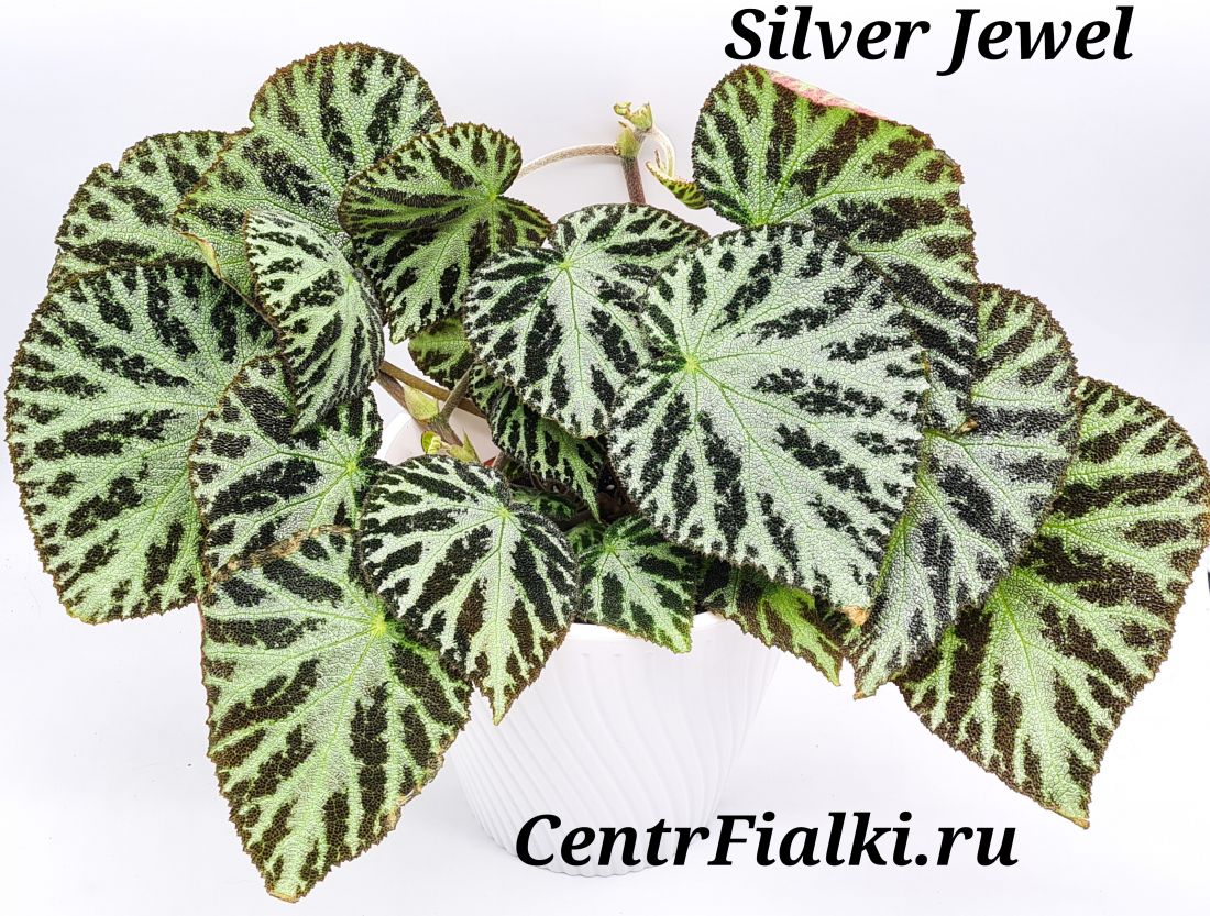 Бегония Silver Jewel