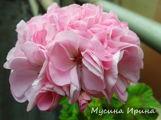 Шёлк Куколка № 2413